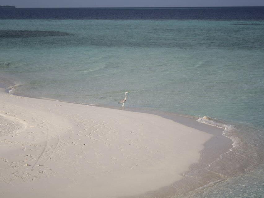 Fulidhoo La Perla Guest House Exterior foto
